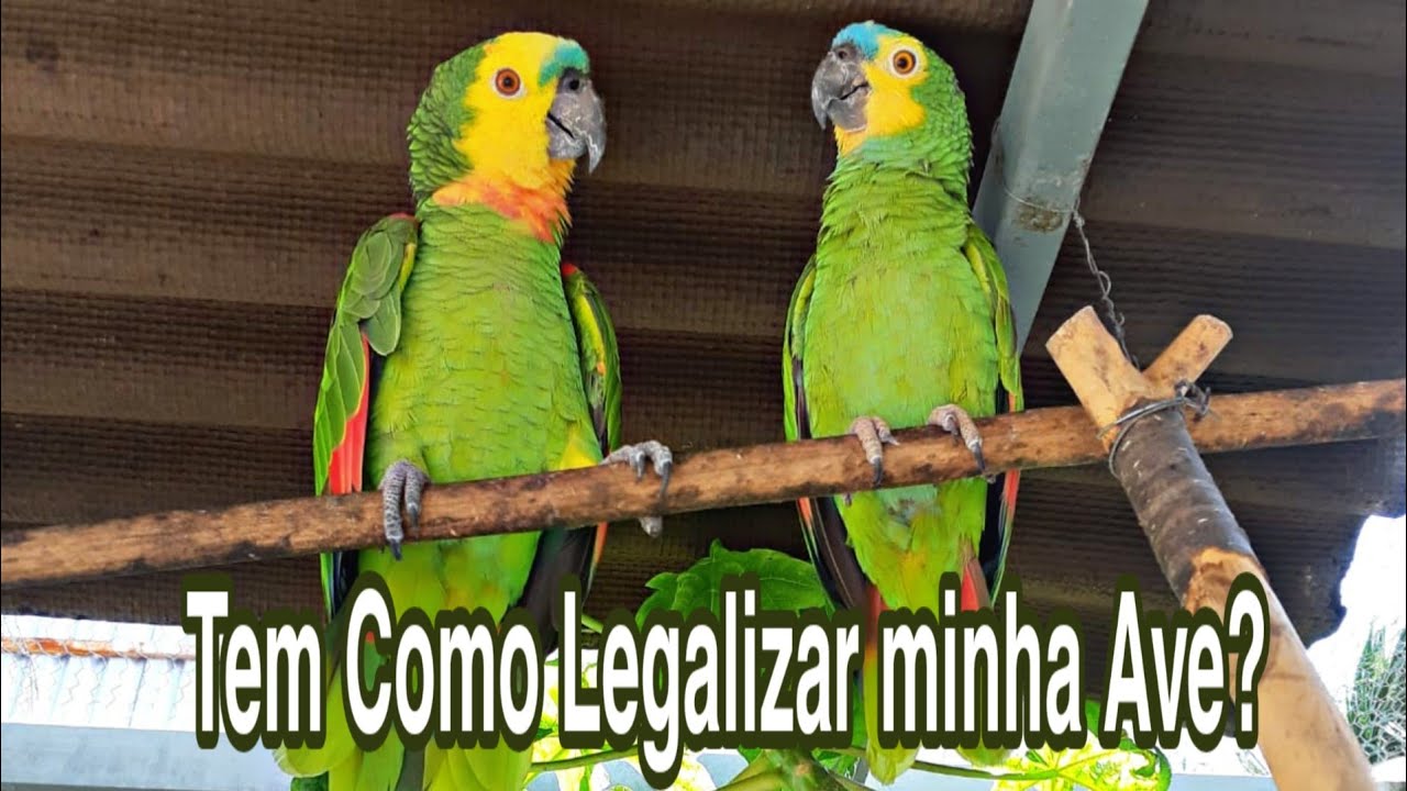 Tem como legalizar Uma Ave