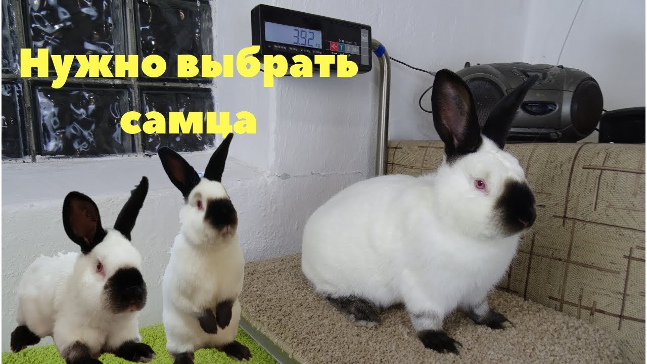 Выбор самца кролика для воспроизводства