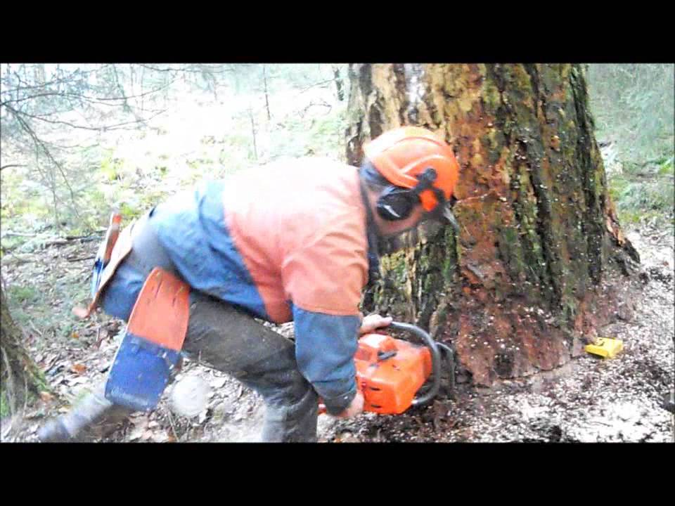 Husqvarna  Stéphane  abbattage de gros douglas 3