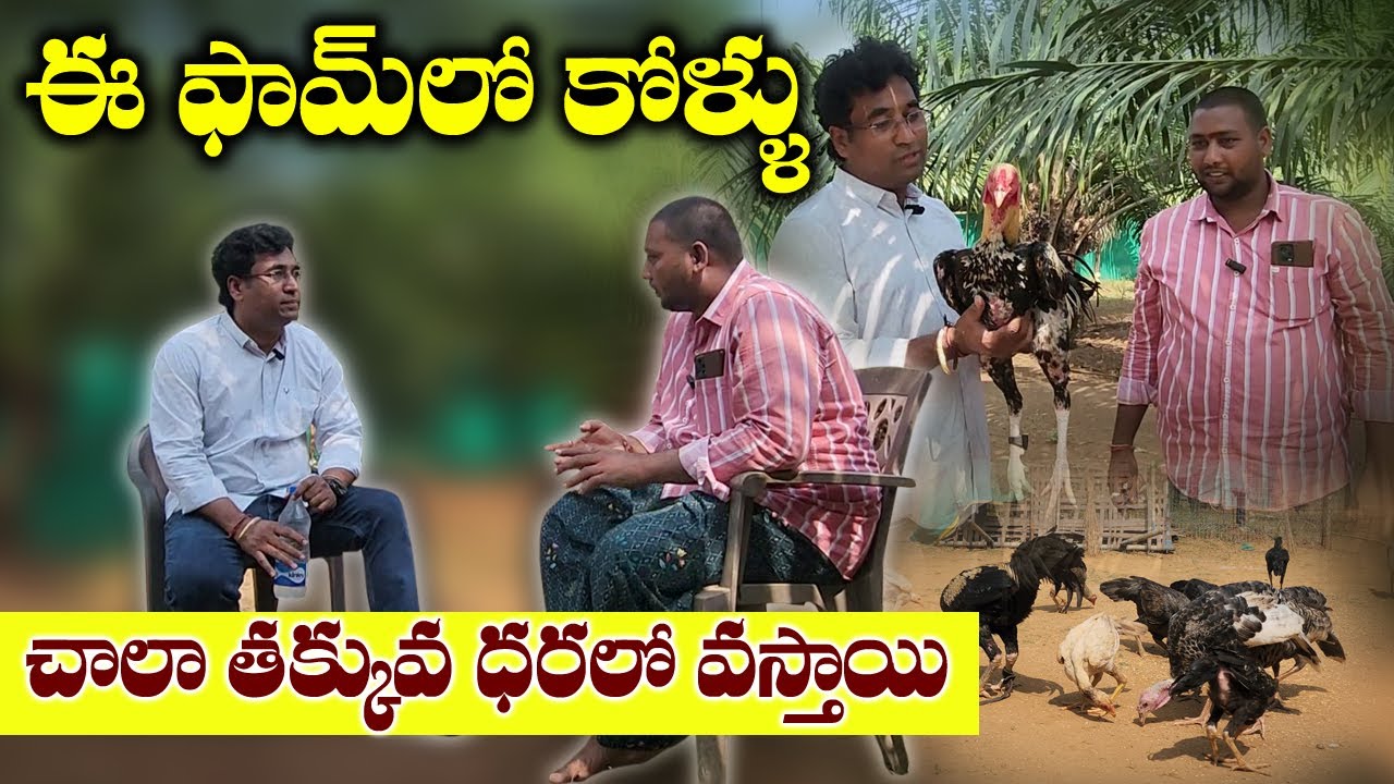 Best Farm at Kotapadu,Rangampeta East godavari