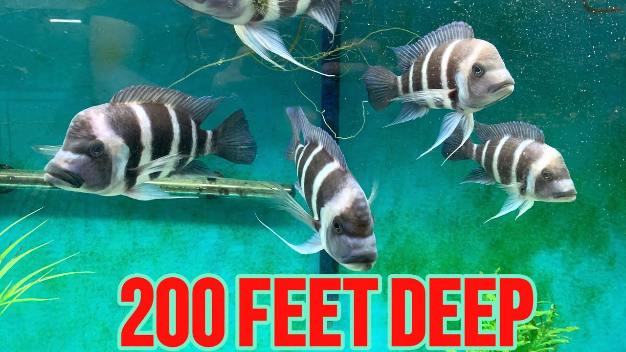 EXOTIC AFRICAN CICHLID | CYPHOTILAPIA FRONTOSA BLUE ZAIRE MOBA BREEDING AND CARE GUIDE