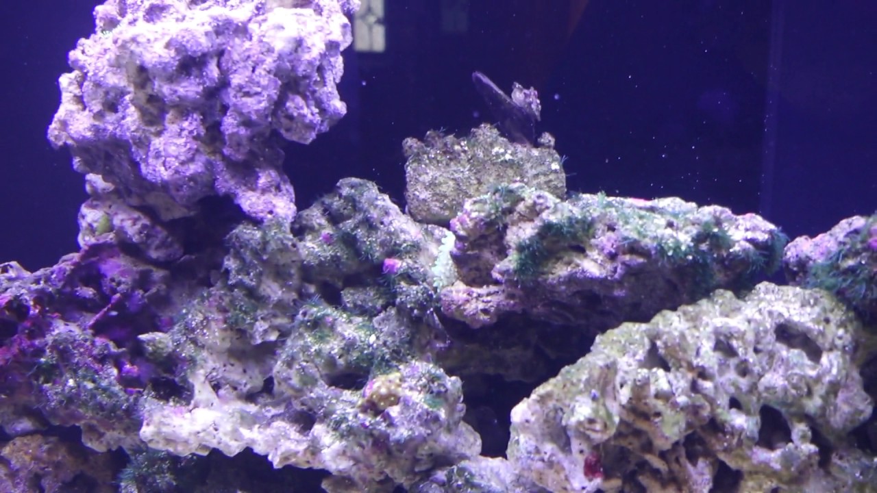 Evolution Aqua Reef Pro 14 days old