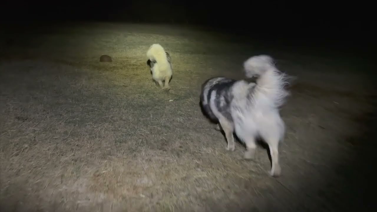 Šarplaninci