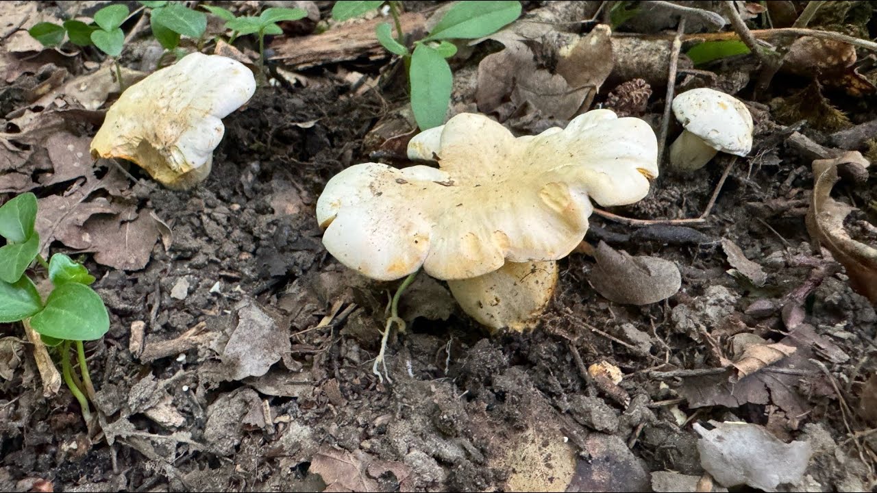 Cantharellus pallens, June 23, 2024