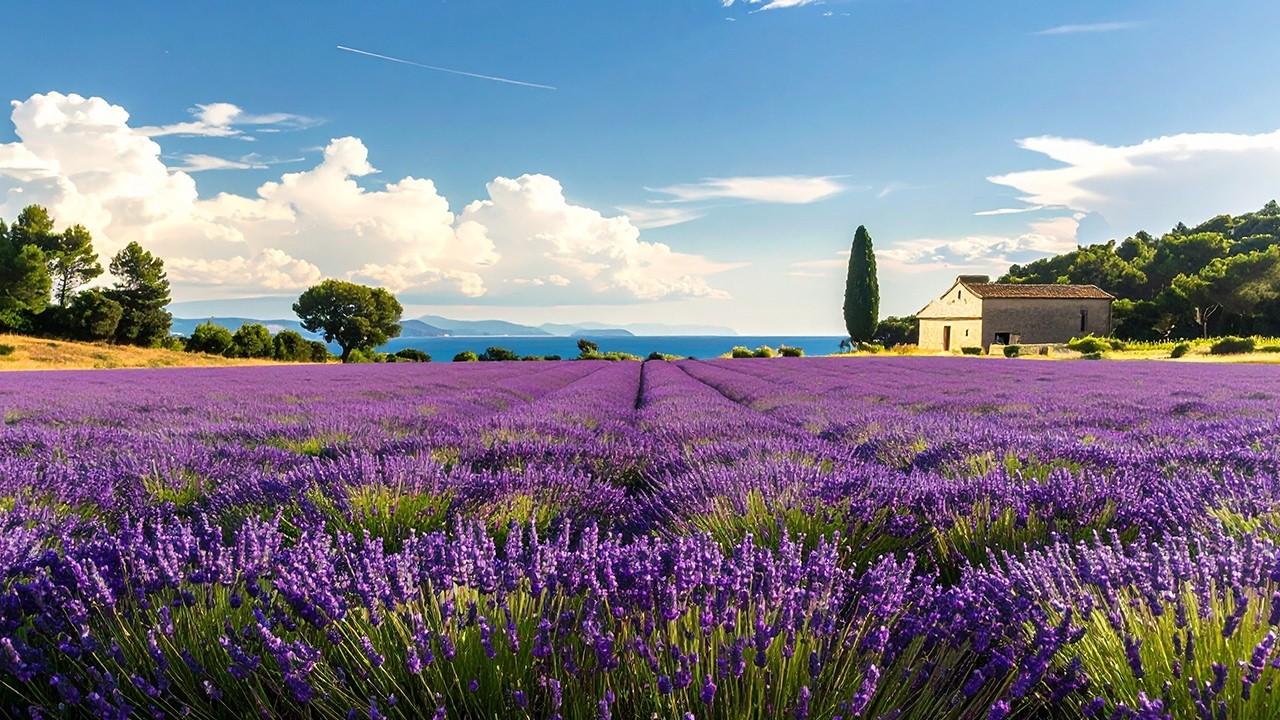 Lavender Field Birdsong | Relaxing Mediterranean Ambience for Deep Sleep [4K]
