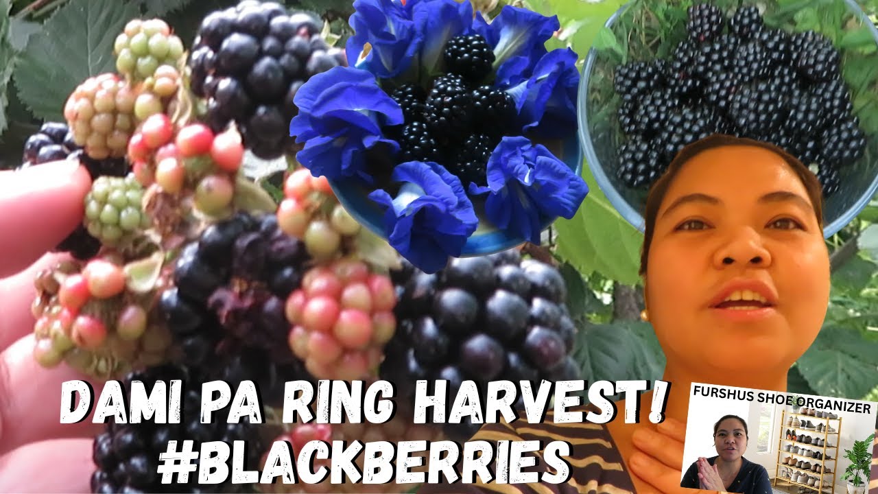 BUHAY AMERIKA: BACK TO LUTO AT BISITAHIN NATIN ANG GARDEN ANDAMI PA RIN BUNGA HARVEST NA NATIN
