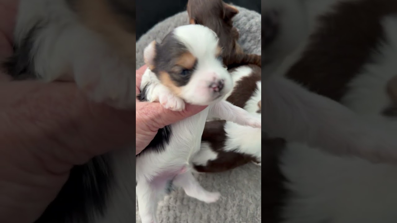Maisy litter EEE  video 1