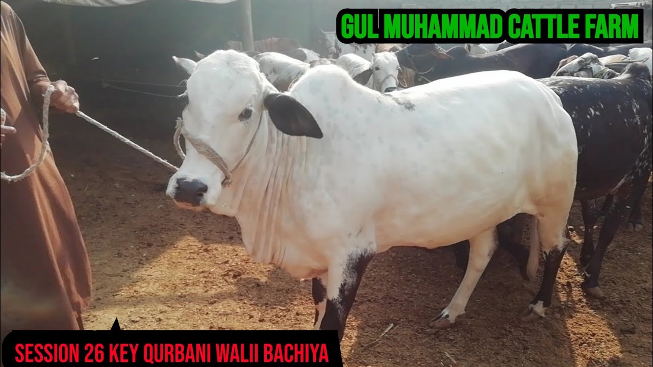 Gul Muhammad cattle farm location sohrab goth insaaf hospital Karachi contact 0301 0205355
