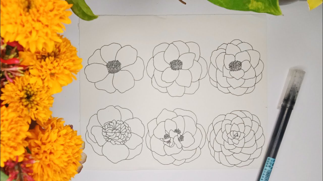 6 Ways to Draw a Camellia Flower for Beginners