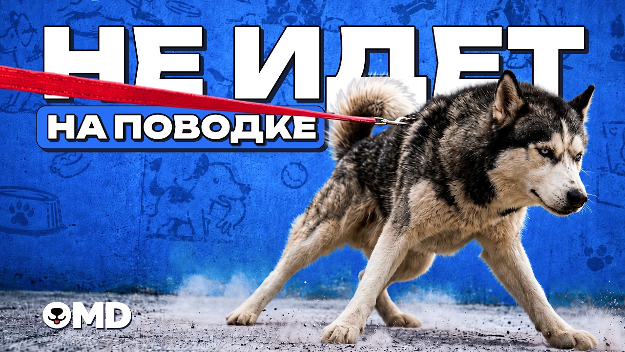 Собака упирается на поводке и не идёт 🐾 Как убрать сопротивление?
