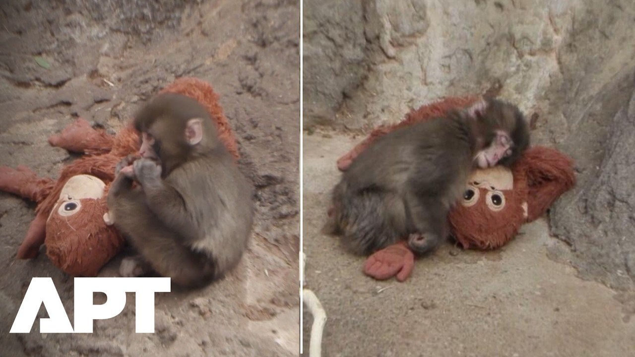 WATCH | Baby Monkey Punch Cuddles Plush, Wins Friends | APT