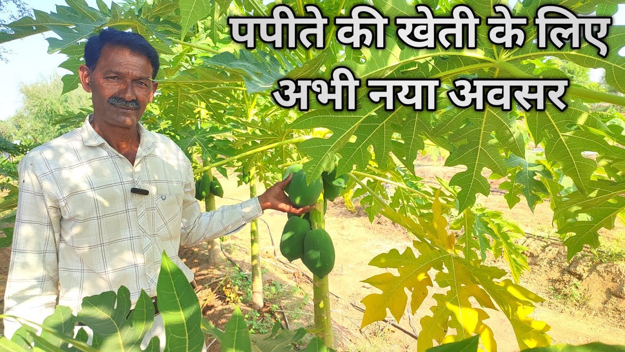 पपीते की खेती के लिए अभी नया अवसर