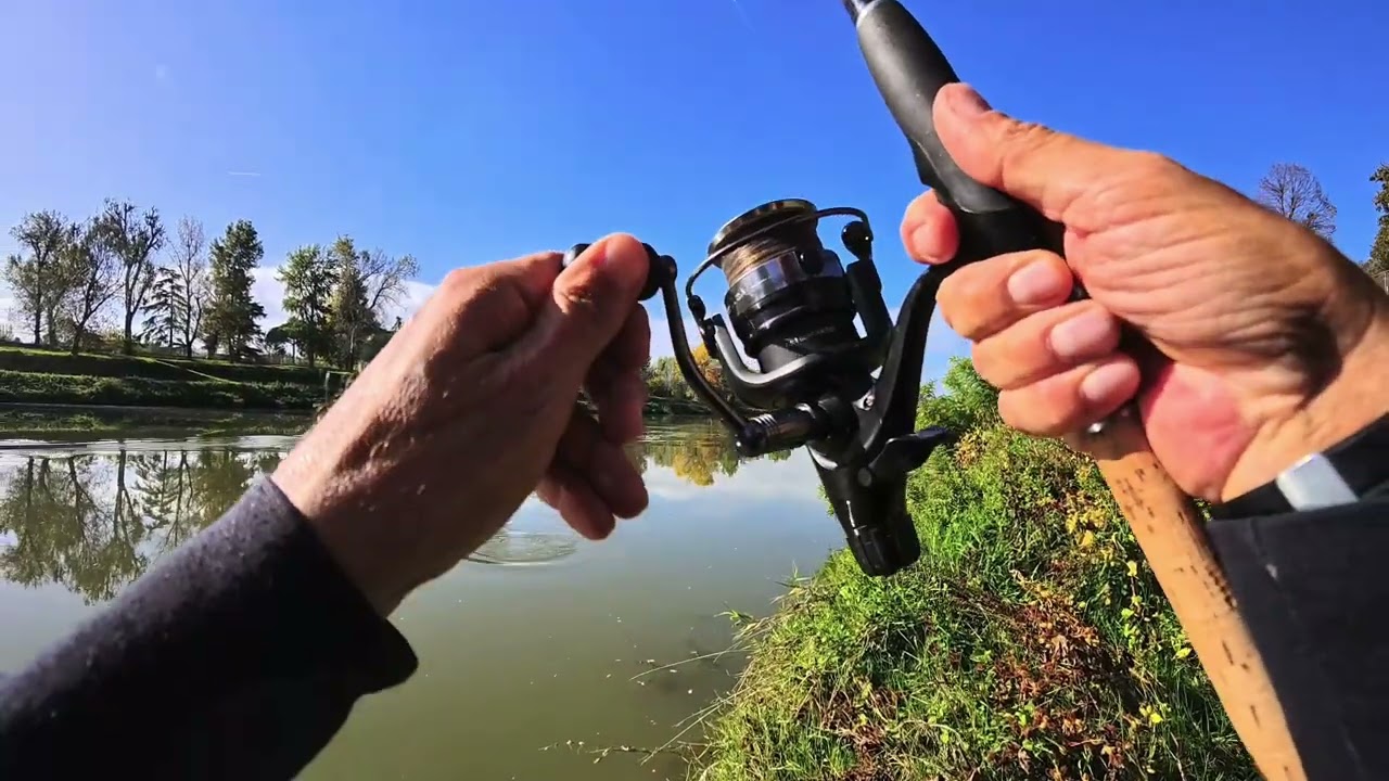 Pesce bianco in Arno Fiorentino..(durerà?)