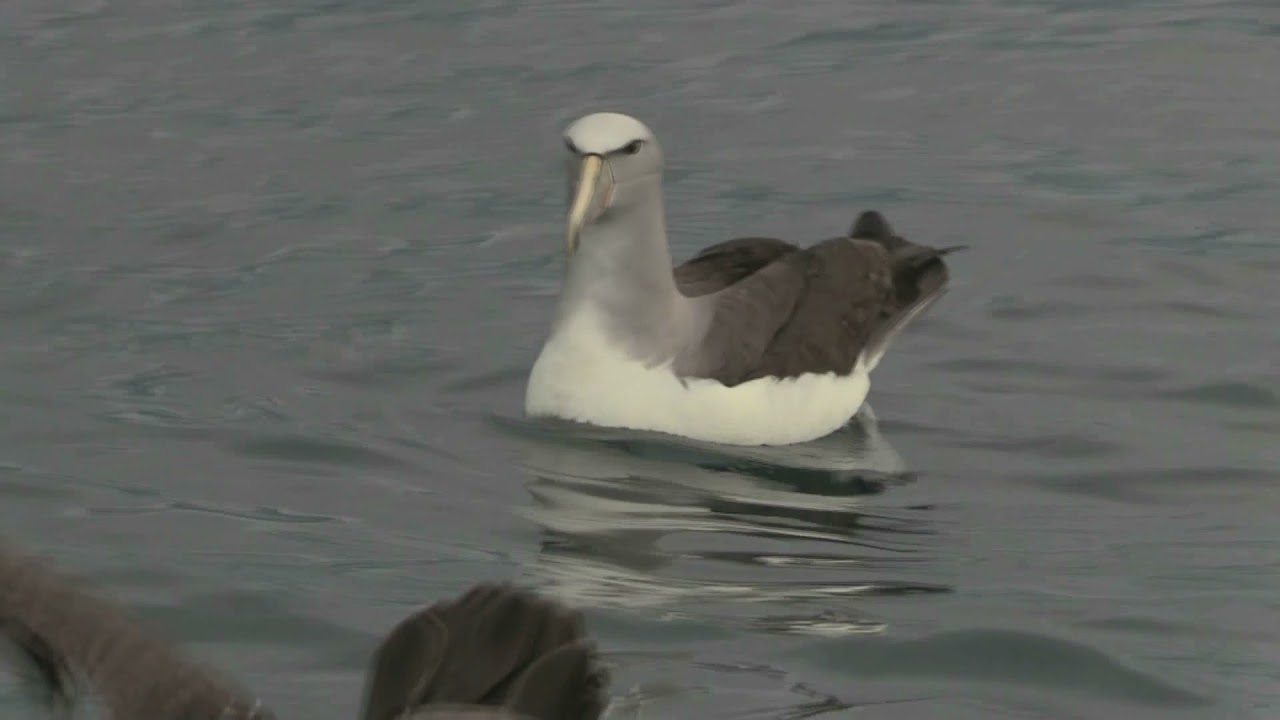 Salvin's Albatross Resting and feeding DNN Kaikoura 18 Feb 2020