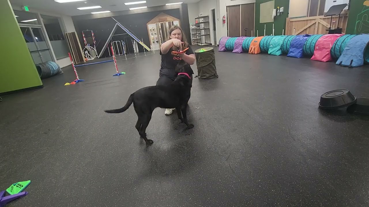 Target Dot Shaping - Agility Foundations