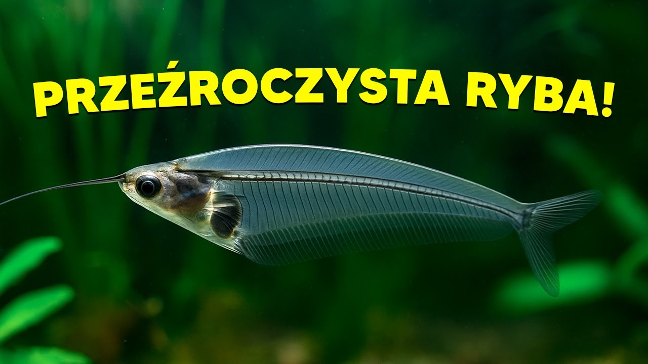 SUM SZKLISTY - RYBA KÓTRA JEST PRZEŹROCZYSTA!