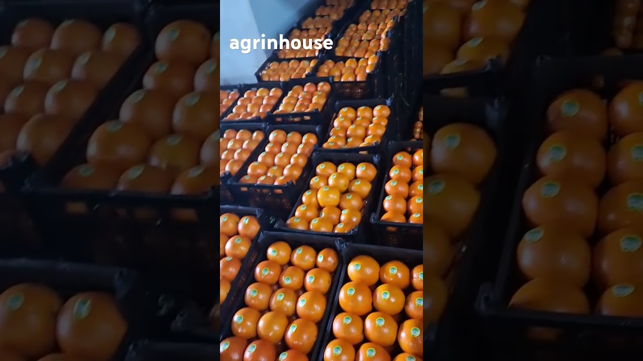 #fruits #import #trade #indiamarket #indianfood #howtoexport #howtotrade #bussiness #bananaimport #i