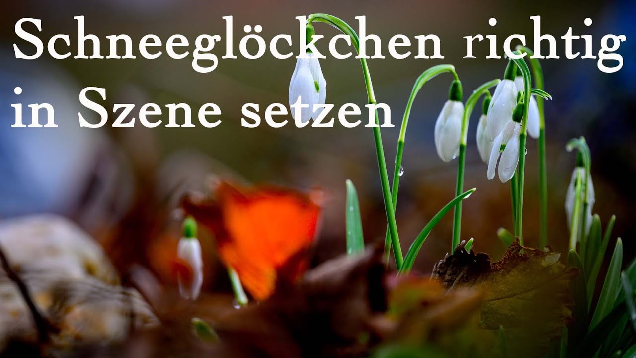 Schneeglöckchen richtig in Szene gesetzt (Vorgarten)