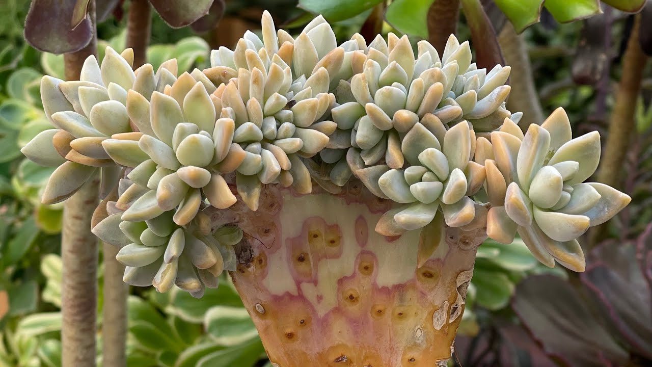 Stunning Mutations - Crested Succulents.