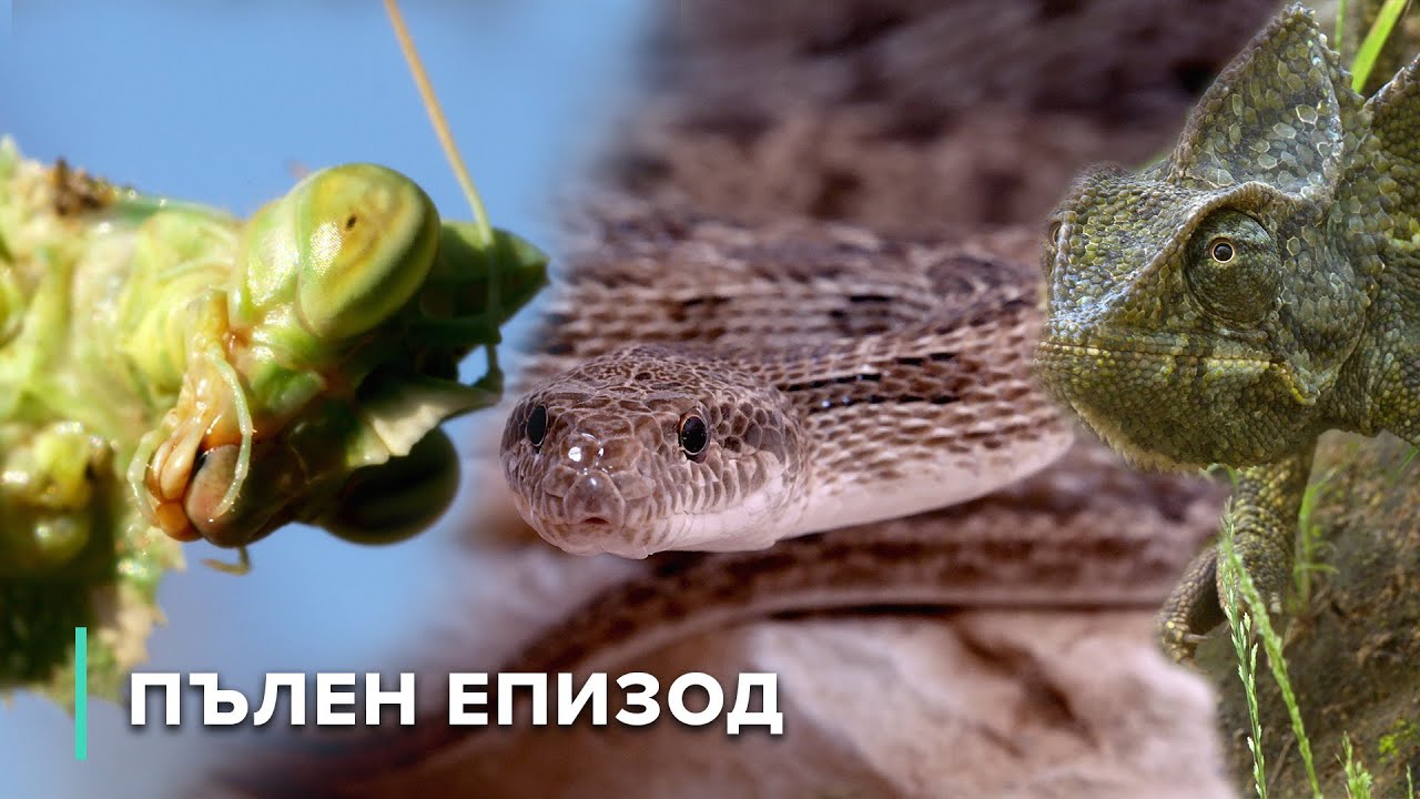 Оцеляване в суровия пустинен климат: камили, гущери и още | Арабски горещини 101+102+103