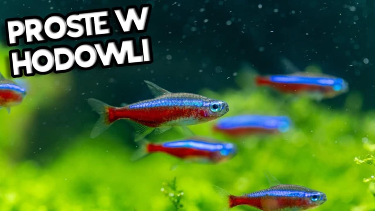 Neon Innesa &ndash; Najpiękniejsza Ryba w Akwarium!