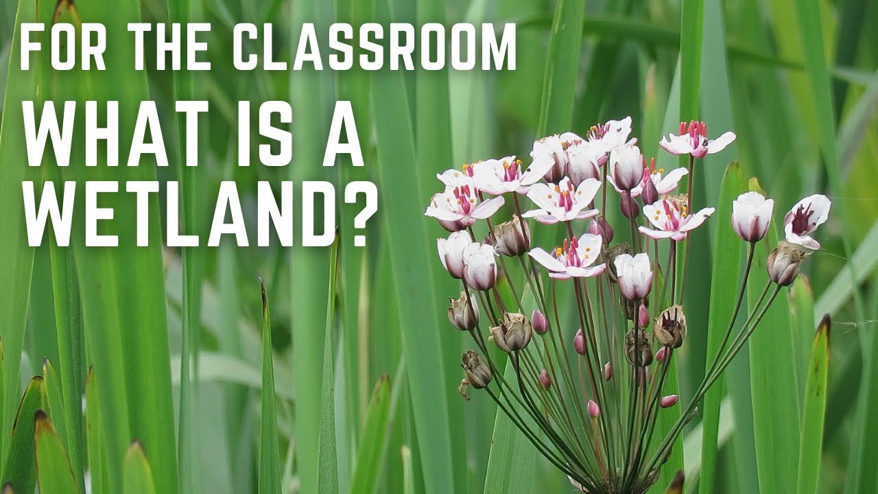 Classroom session: What is a wetland?