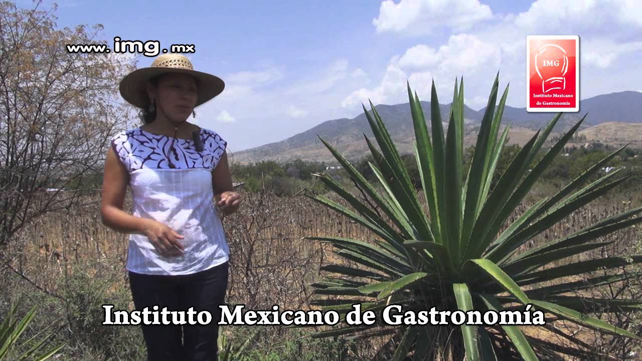 MEZCAL parte 1 Tipos de maguey