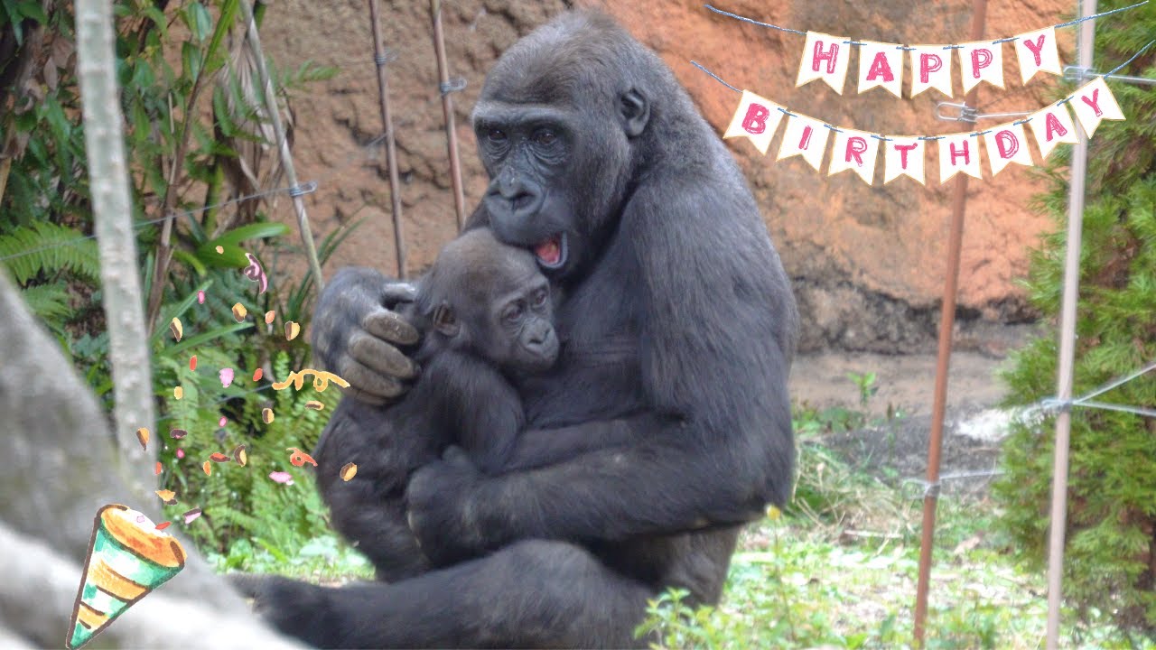 🎂Happy 6th Birthday, Riki (Sumomo's brother) 🦍🎊🎉 | Grown up to be a kind older brother.