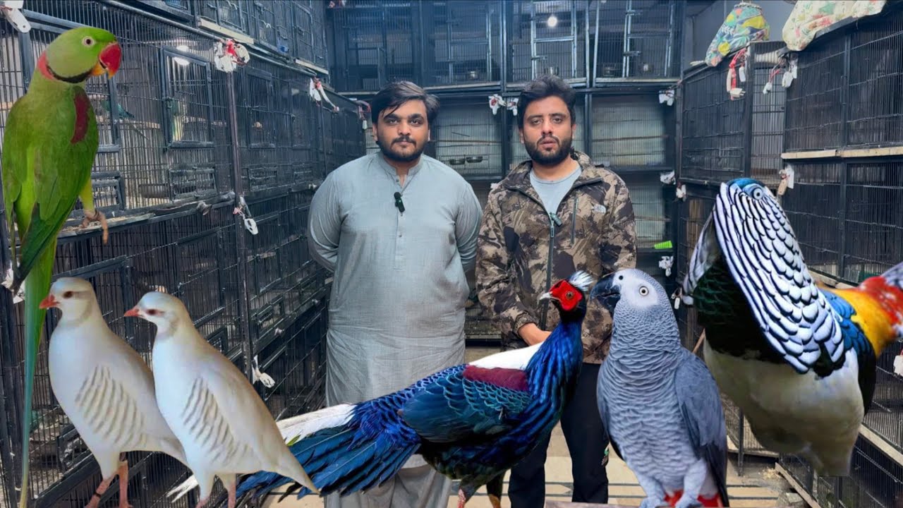 Multan Sunday Birds Market Rasheedabad 11 January 2025 | pakistan bird market video