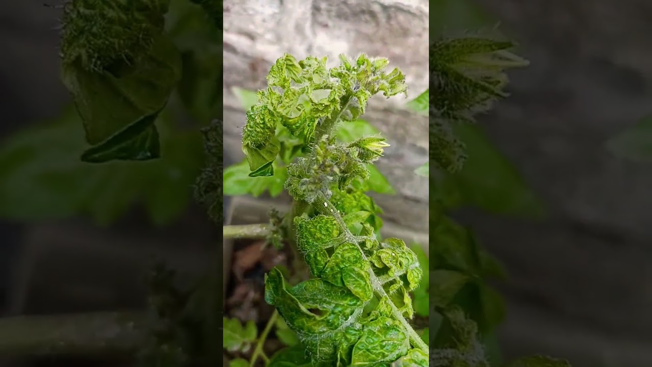 🟢👍🍃Leafcurl virus🦠टमाटर🍅 के पौधे को वायरस से कैसे बचाए🍃