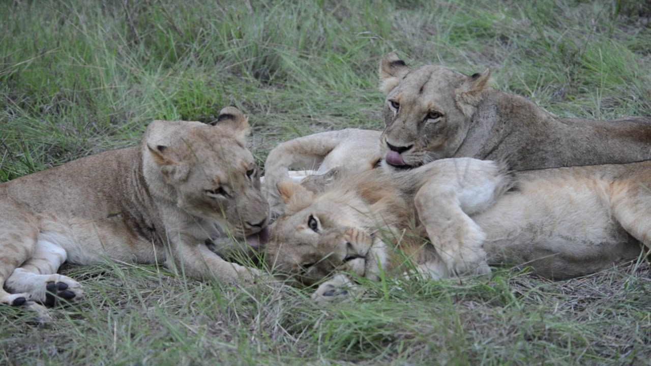 Grooming Lions in South Africa