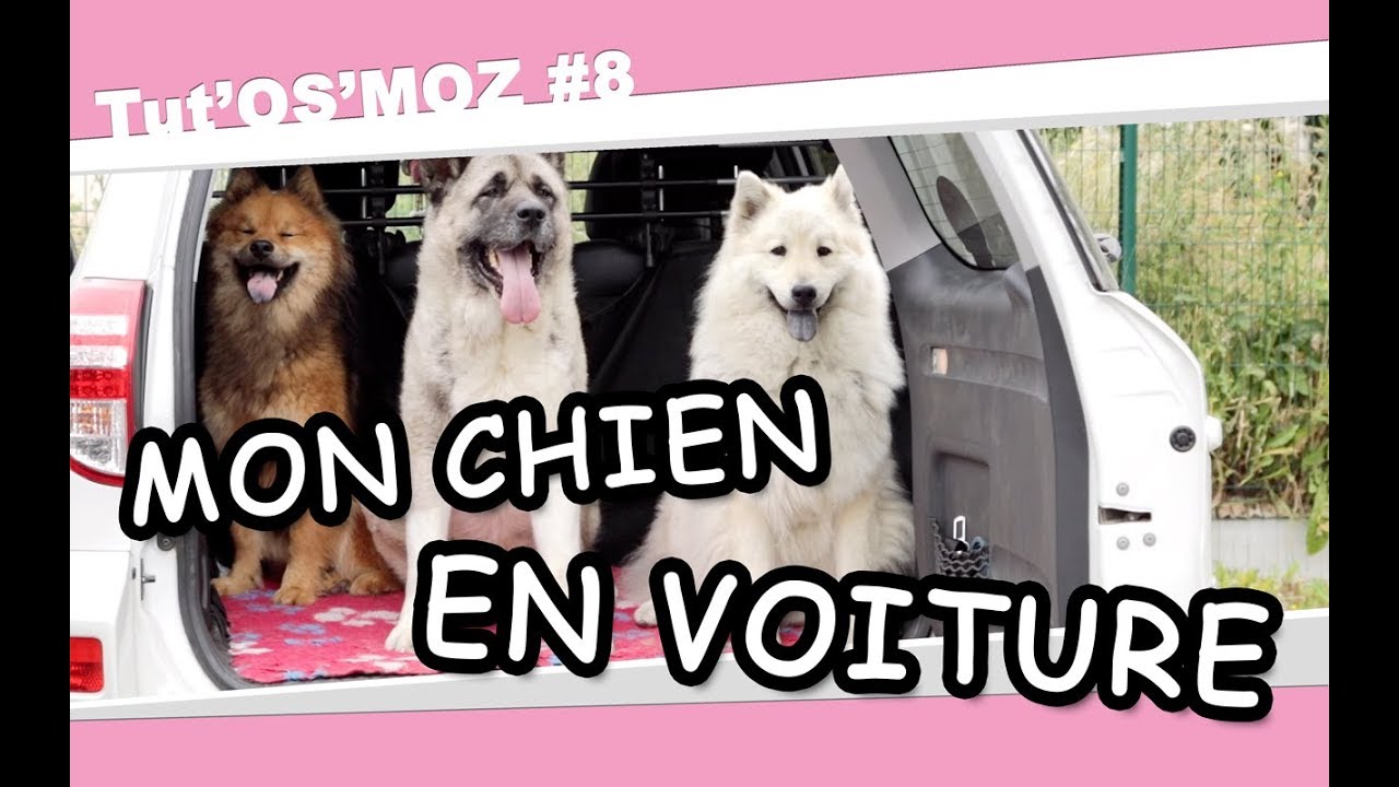 Mon chien en voiture