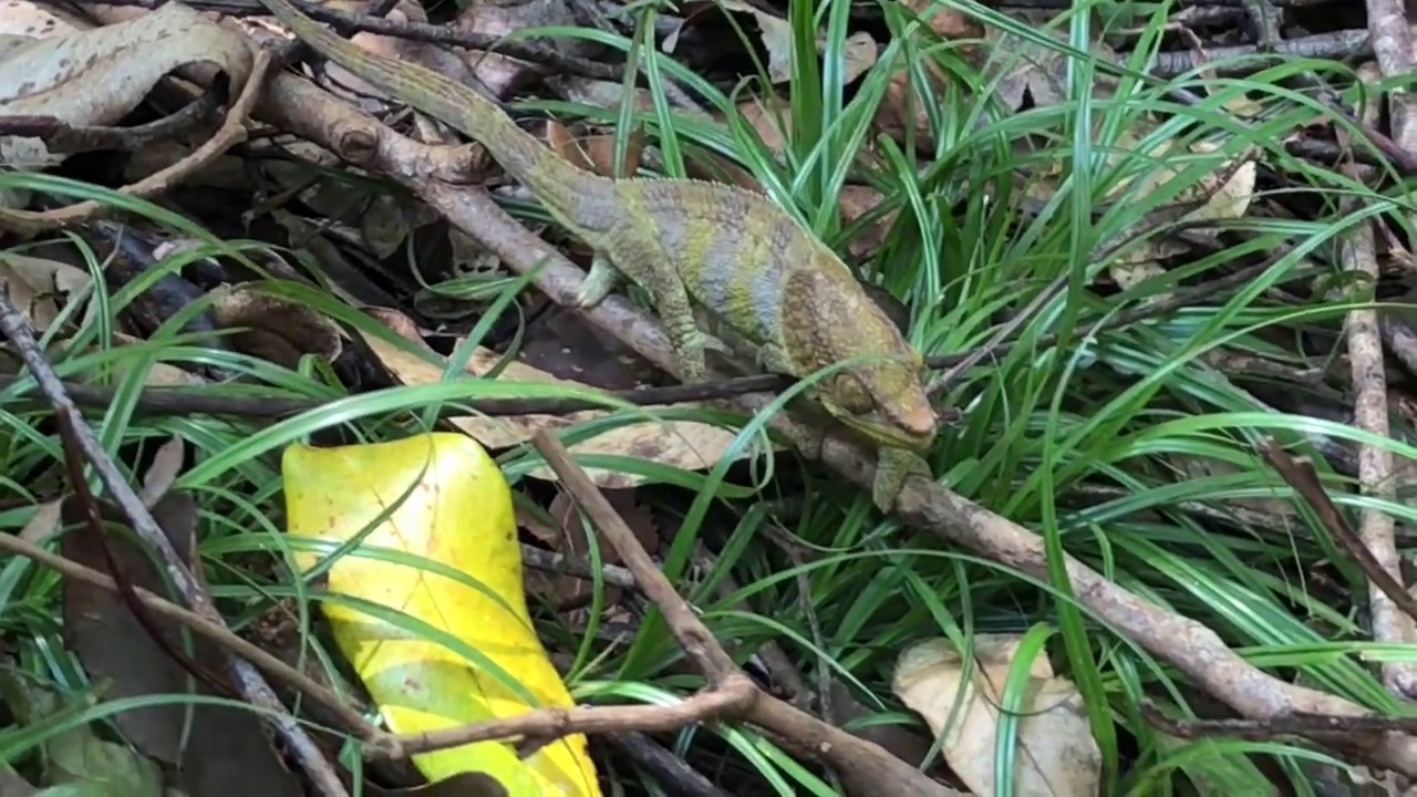 Funny: Almost a life decision ... whether to set foot? - Montagne D'ambre National Park -Madagascar