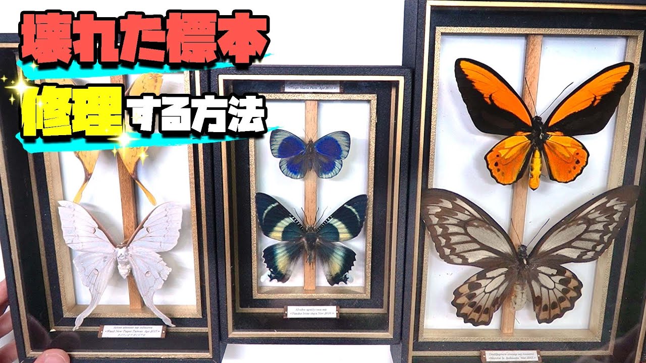 壊れた昆虫標本を修理する方法 後編