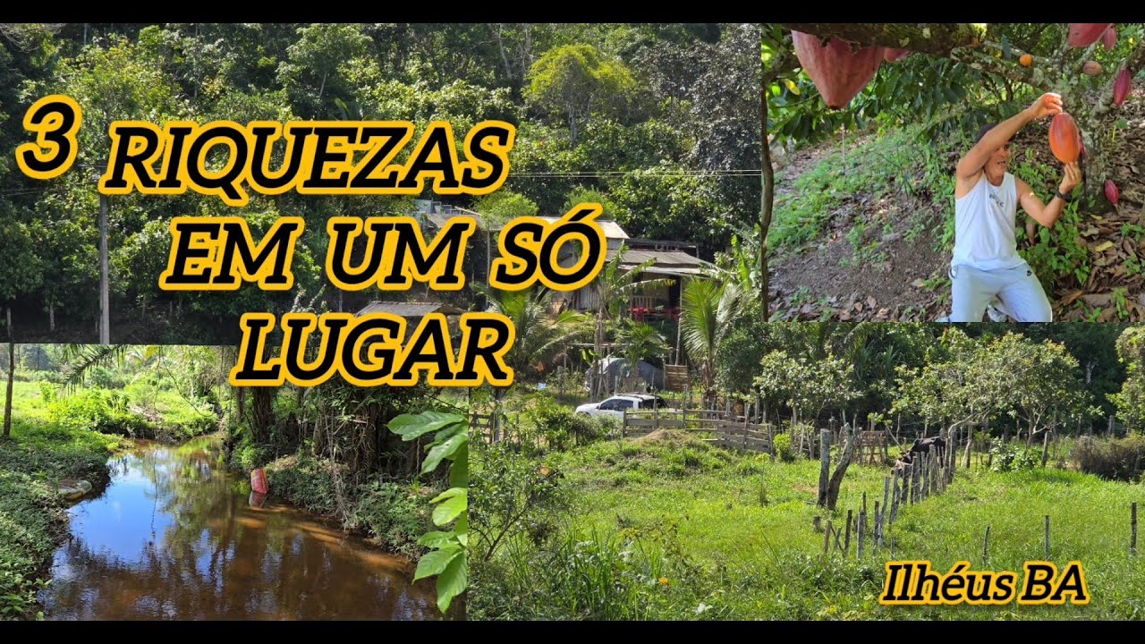 6 HECTARES COM ÁGUA, CACAU E PASTO  180 Mil #avendanabahia 