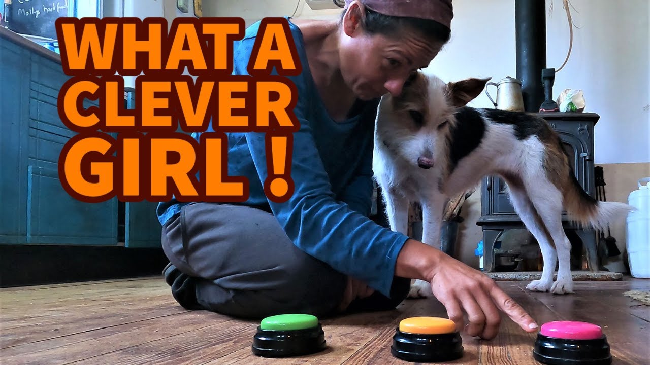 Training my dog to use the talking buttons -Dog pushing buttons- Day 2