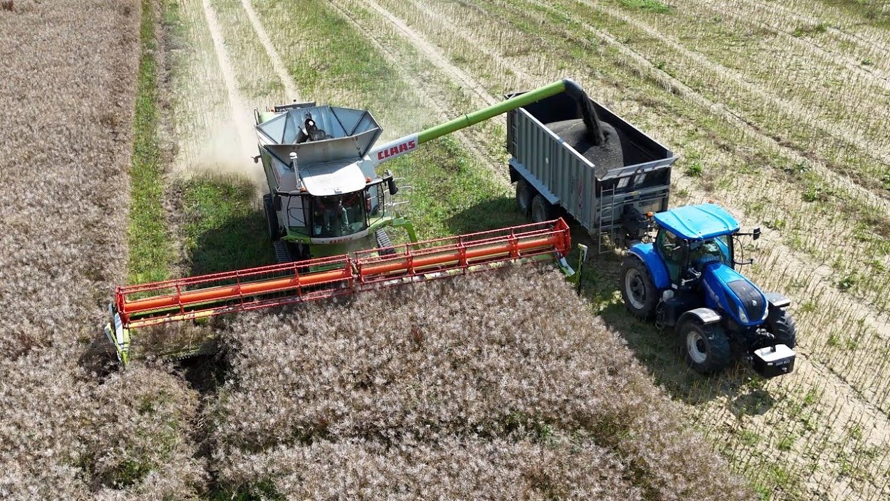 Žně 2024 sklizeň řepky 2 Claasy Lexion 8600 a 780