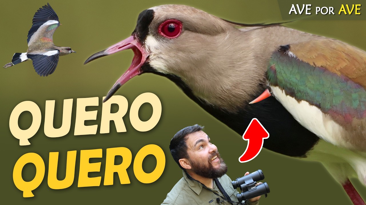 Os Segredos do QUERO-QUERO: O Sentinela dos pampas! | Ave por Ave
