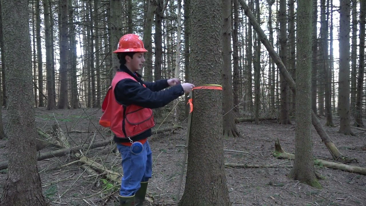 Loggers Tape Measurements Part 1: DBH