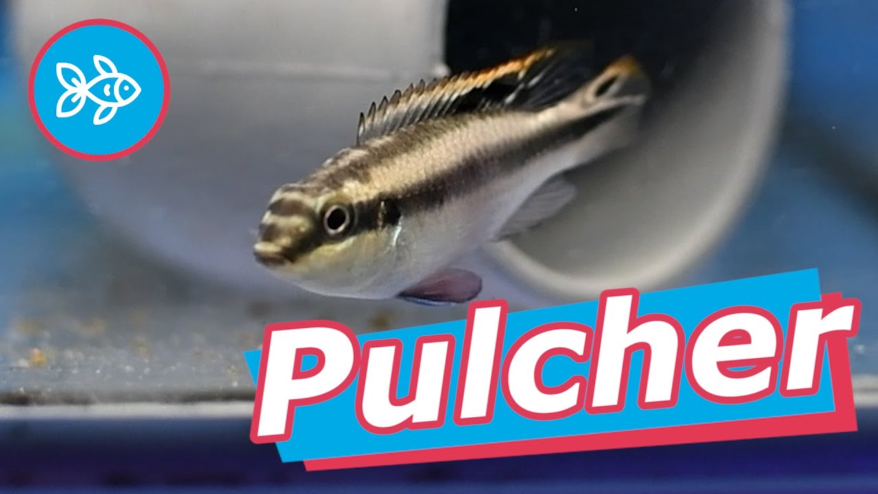 KRIBENSIS · Los peces Pulcher [ CÍCLIDO ENANO AFRICANO ]