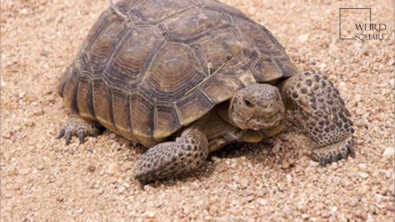 Interesting facts about desert tortoise by weird square