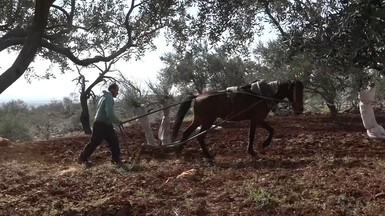 فلاحو جبل الزاوية يحرثون بالوسائل القديمة لطبيعة أراضيهم الوعرة