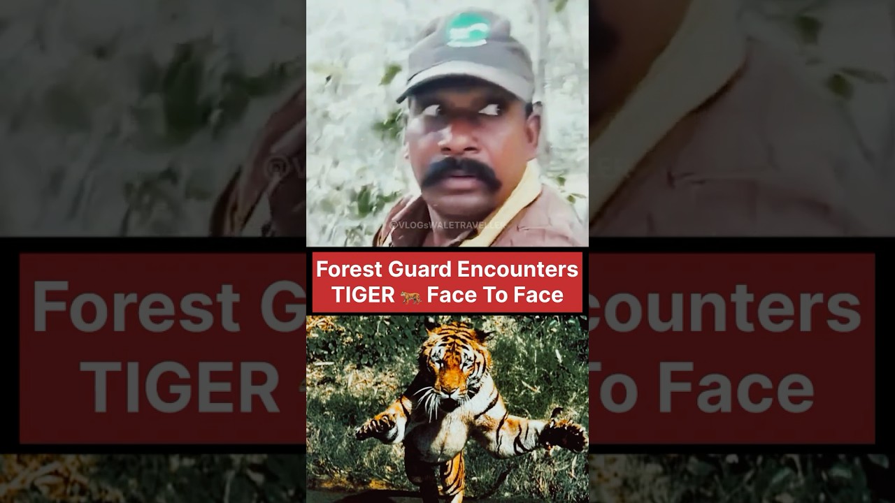 Forest Guard  Intense Face-Off with The TIGER⁉️ #tiger #tigerwoods #wildlife