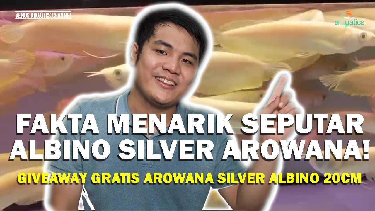KESALAHAN UMUM DAN ASPEK PENTING KETIKA MEMBELI ALBINO SILVER ARWANA