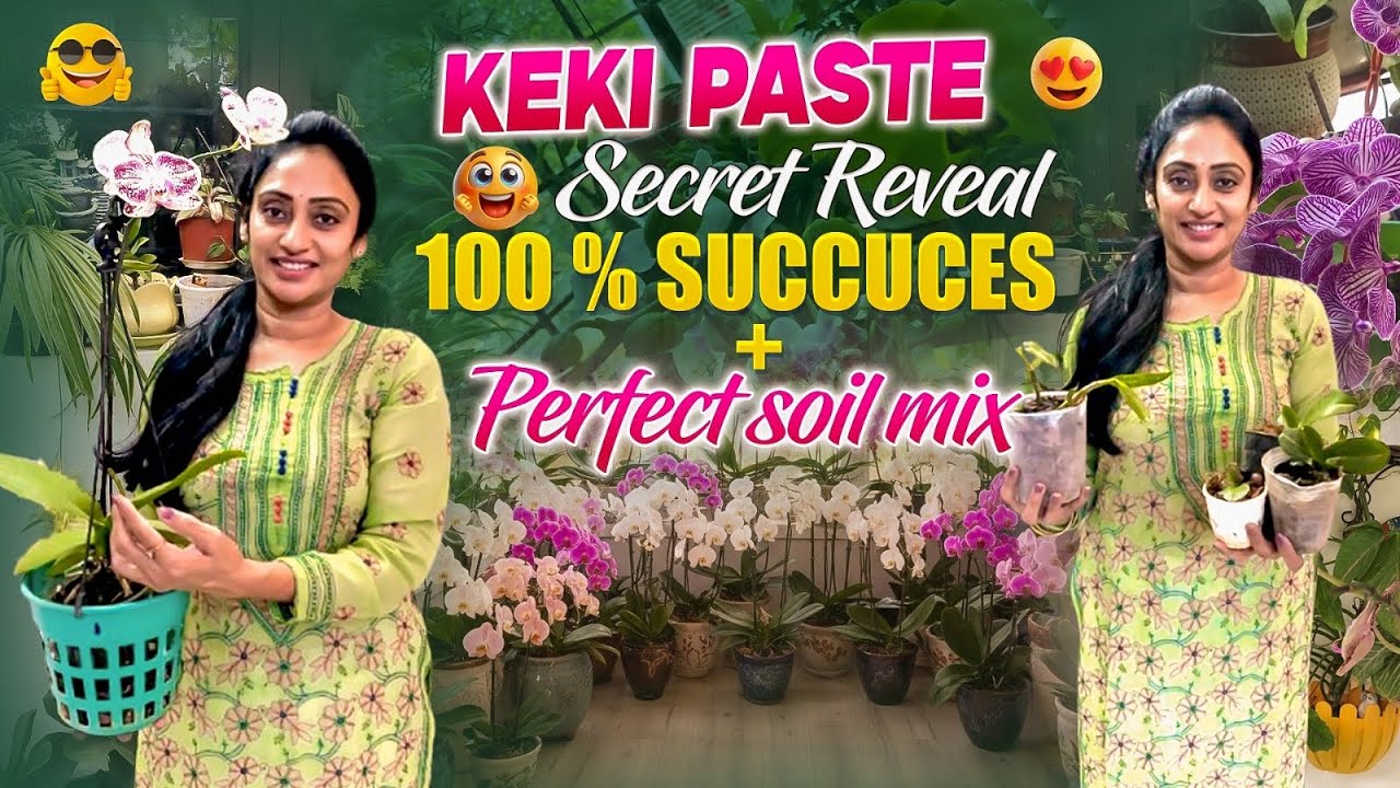 “Orchids Soil Mix & Keki Paste Secret 🌸 | 100% Success Rate | #kalyaninewspresenter #trending 