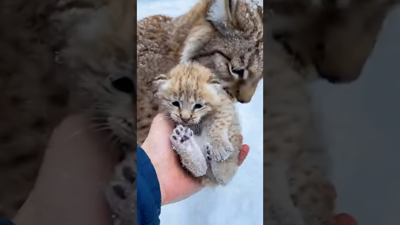 lynx mom and cub rescued from snow and brought to safety 🐾❄️ #fyp #animal #rescue #lynx #cat