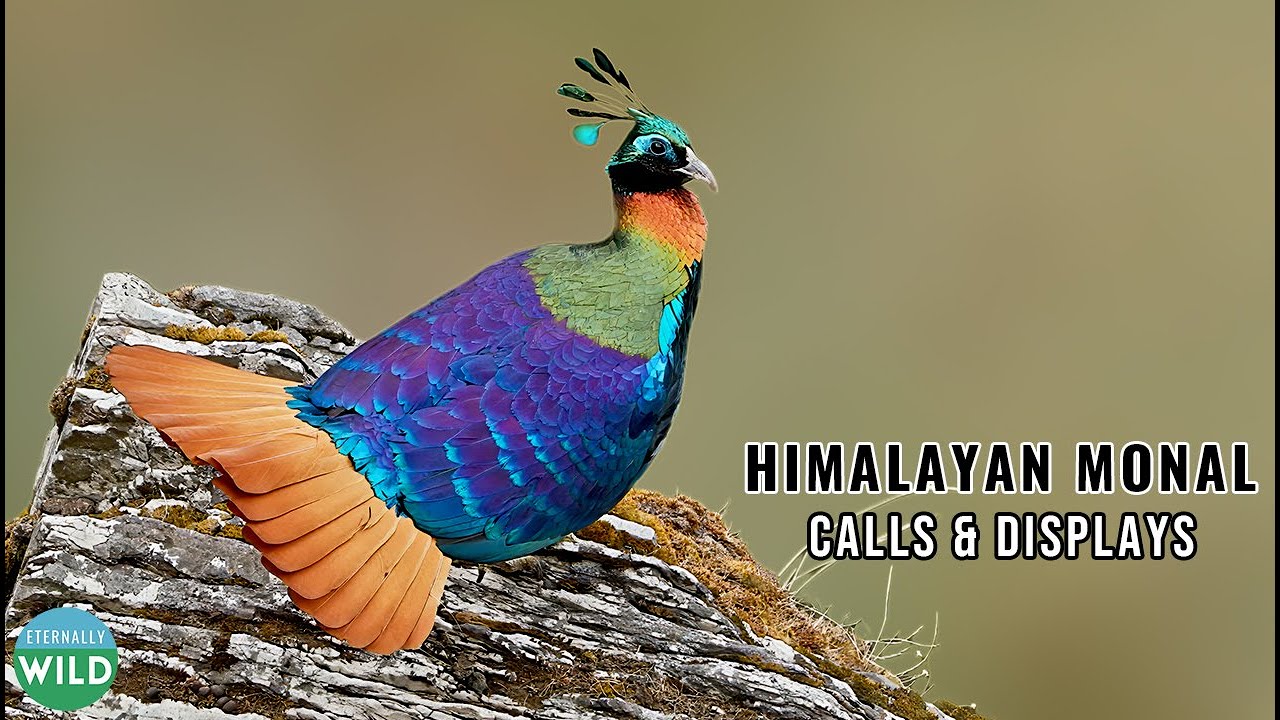 Himalayan Monal: Mesmerizing Calls & Displays in Chopta
