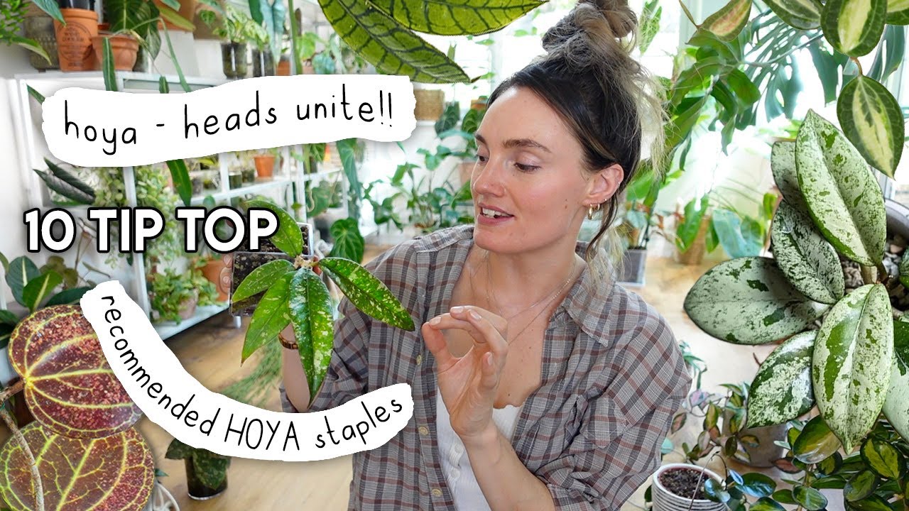 10 Recommended HOYA Staples + Growing Practices 🌱
