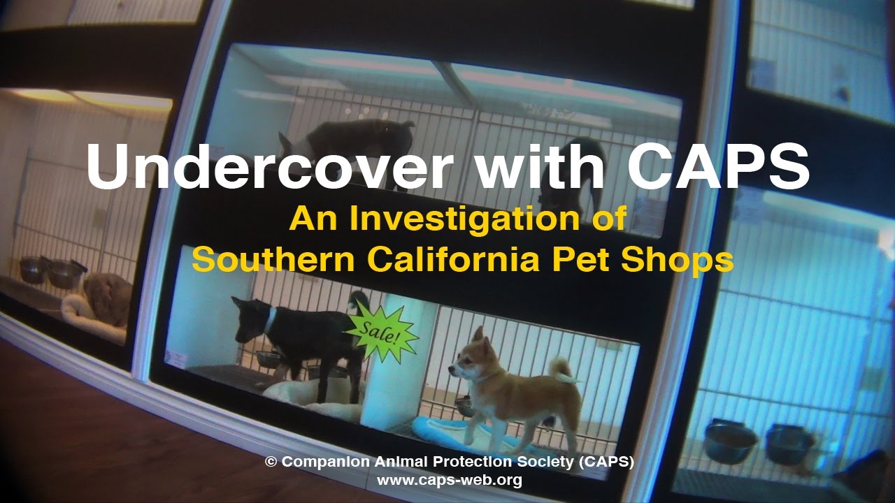Undercover with CAPS: An Investigation of Southern California Pet Shops