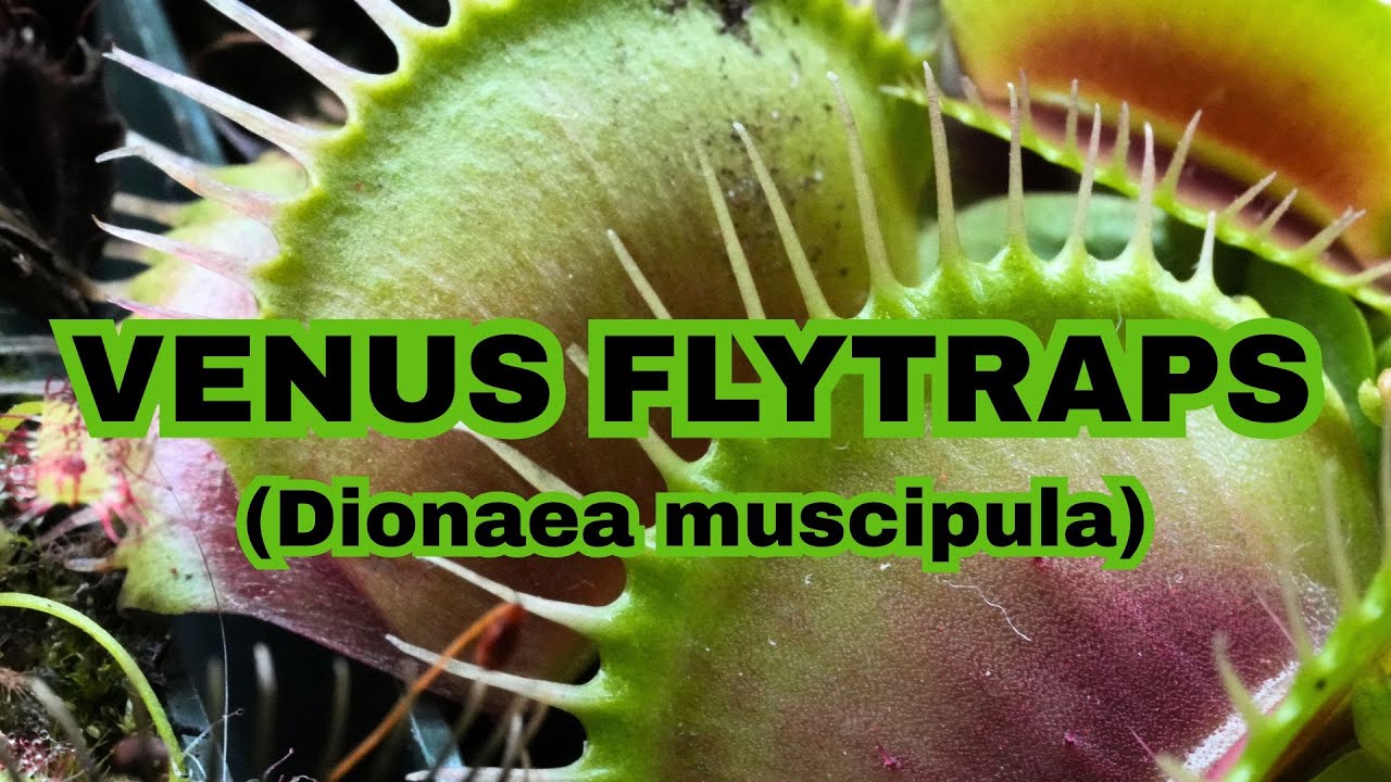 Venus Flytrap (Dionaea muscipula) information and care!